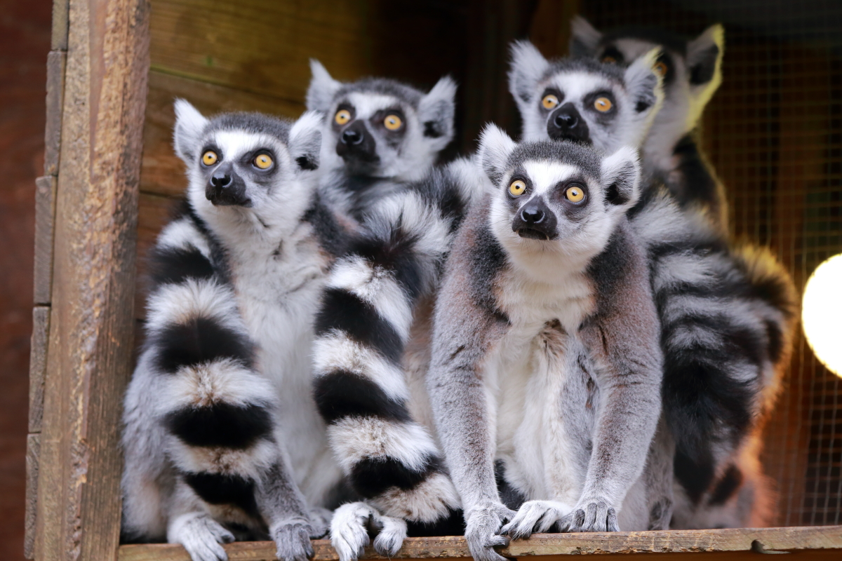 本日のワオちゃんズ✨