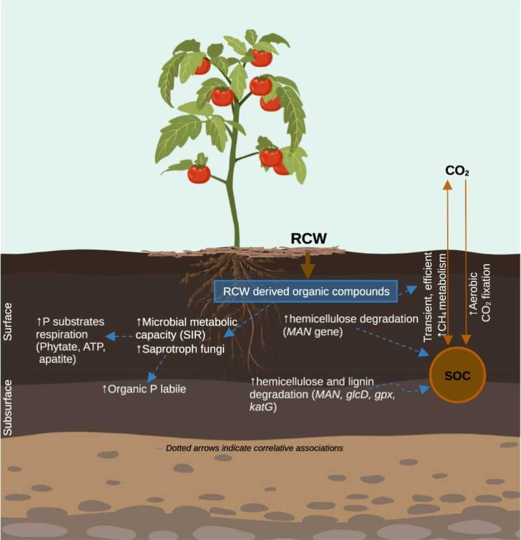 Polyphenol_Research tweet media