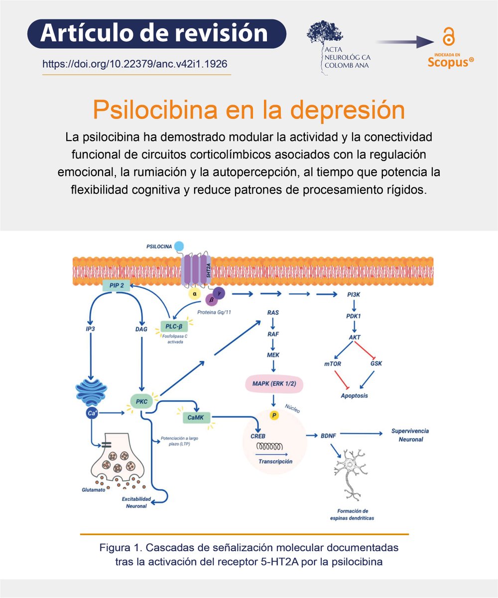 Revista Acta Neurológica Colombiana tweet media