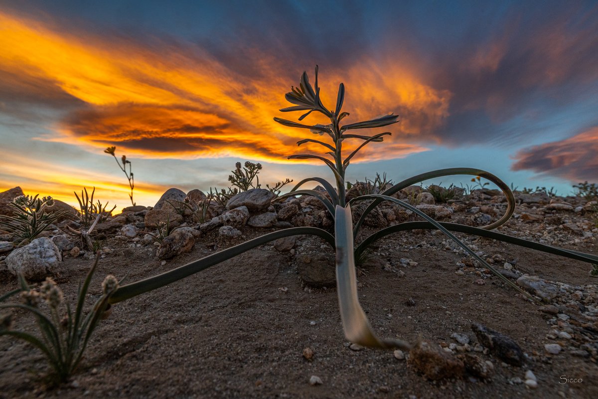 Flowering desert lily underneath yesterday's spectacular sunset lenticular clouds (Photo: Sicco Rood).