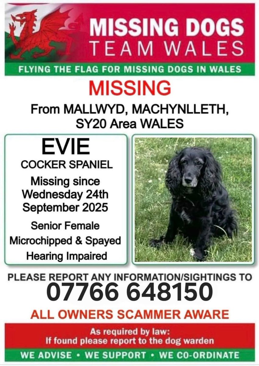 rosieDoc2's tweet photo. #SpanielHour
WHERE DID EVIE GO?
senior female #CockerSpaniel
Chipped/spayed
hearing impaired
Could someone of mistaken for a stray?
She would of been disoriented and dirty/hungry
24/9/25 #Mallwyd #Machynlleth #SY20 🏴
https://t.co/KRwzBnpTVi
@02031961pat @HelWittman2 https://t.co/JePChMV1P8