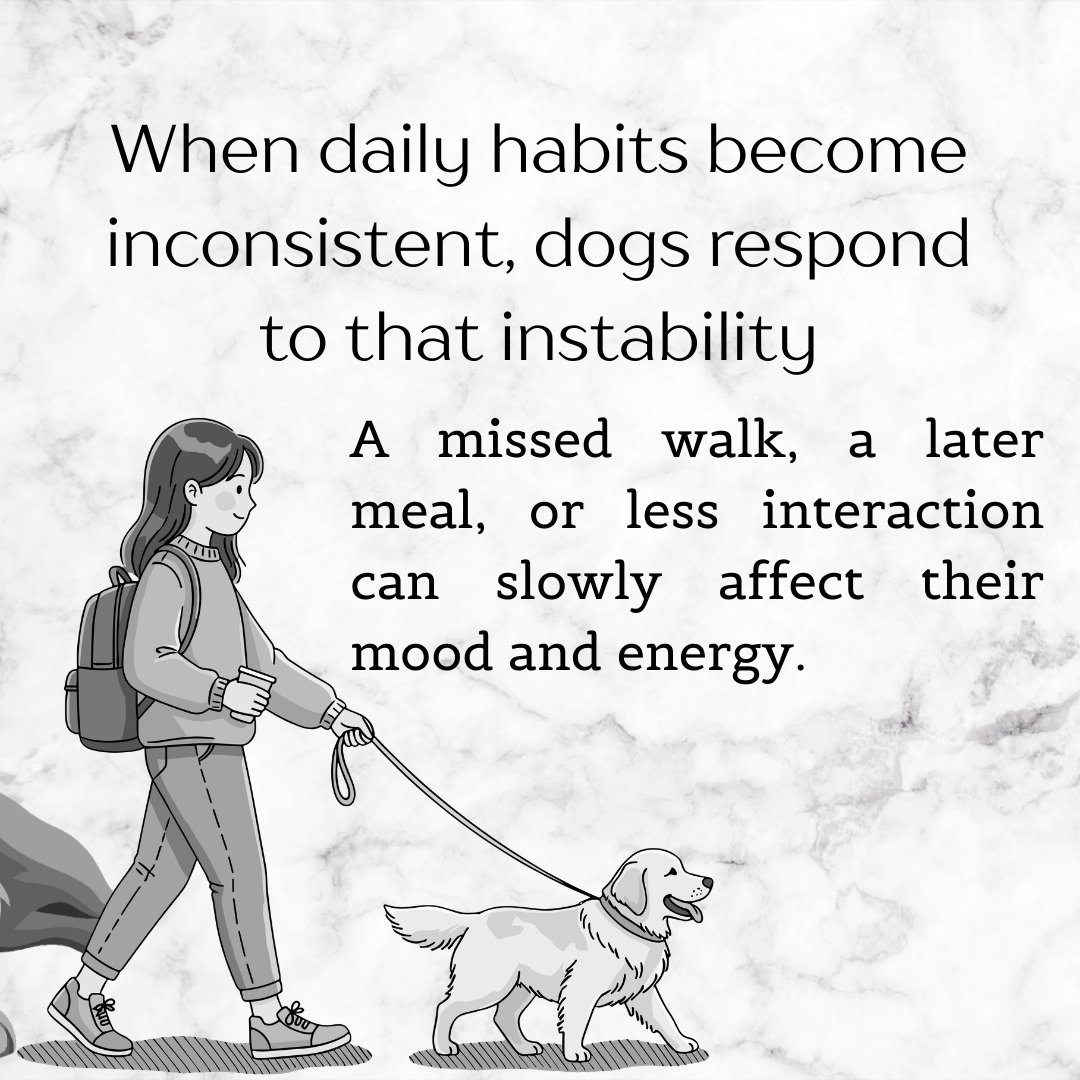 YourpetsPOV's tweet photo. Ever feel like your dog suddenly “changed” for no reason? 🐾

Most behavior shifts are not random. They are often responses to small changes in routine, structure, or daily rhythm.

Behavior is rarely about personality. It is about the environment we build for them every day. https://t.co/zXl5GF19oe