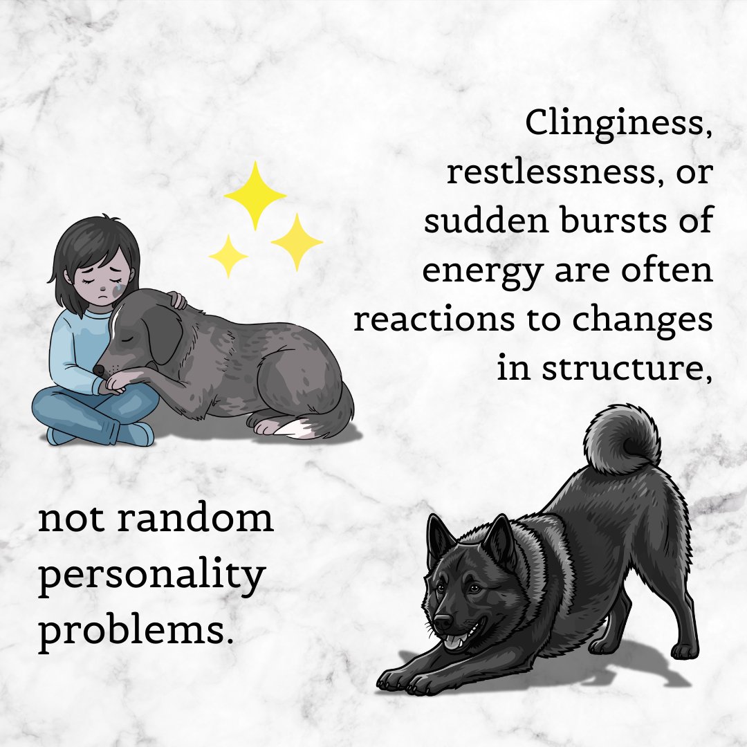 YourpetsPOV's tweet photo. Ever feel like your dog suddenly “changed” for no reason? 🐾

Most behavior shifts are not random. They are often responses to small changes in routine, structure, or daily rhythm.

Behavior is rarely about personality. It is about the environment we build for them every day. https://t.co/zXl5GF19oe