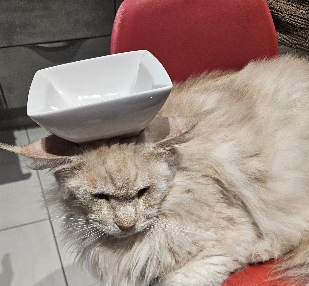 🐈🐈‍⬛ tweet media