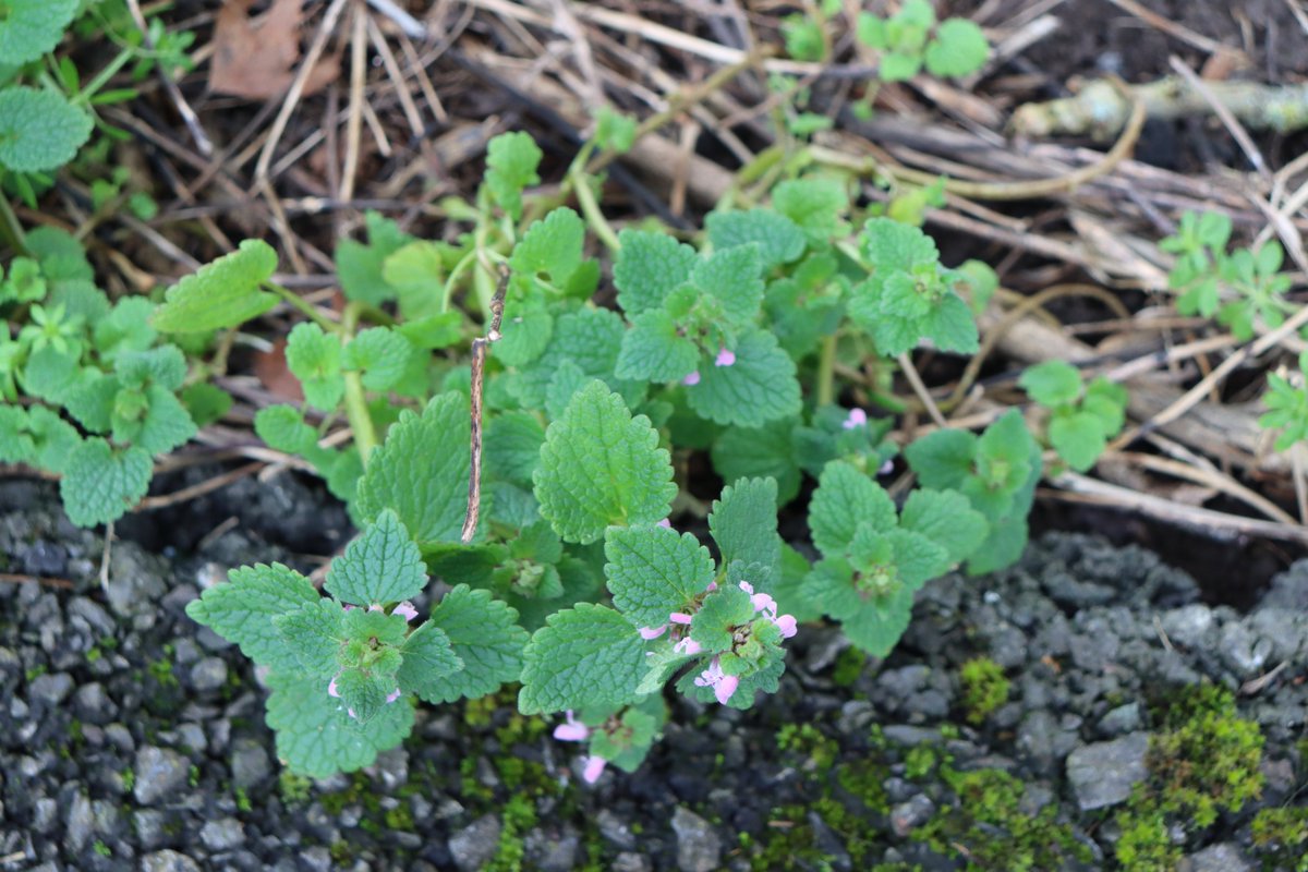 Newbridge Tidy Towns Association #DroicheadNua tweet media