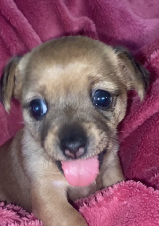 mis pequeñitas 🥹🥹