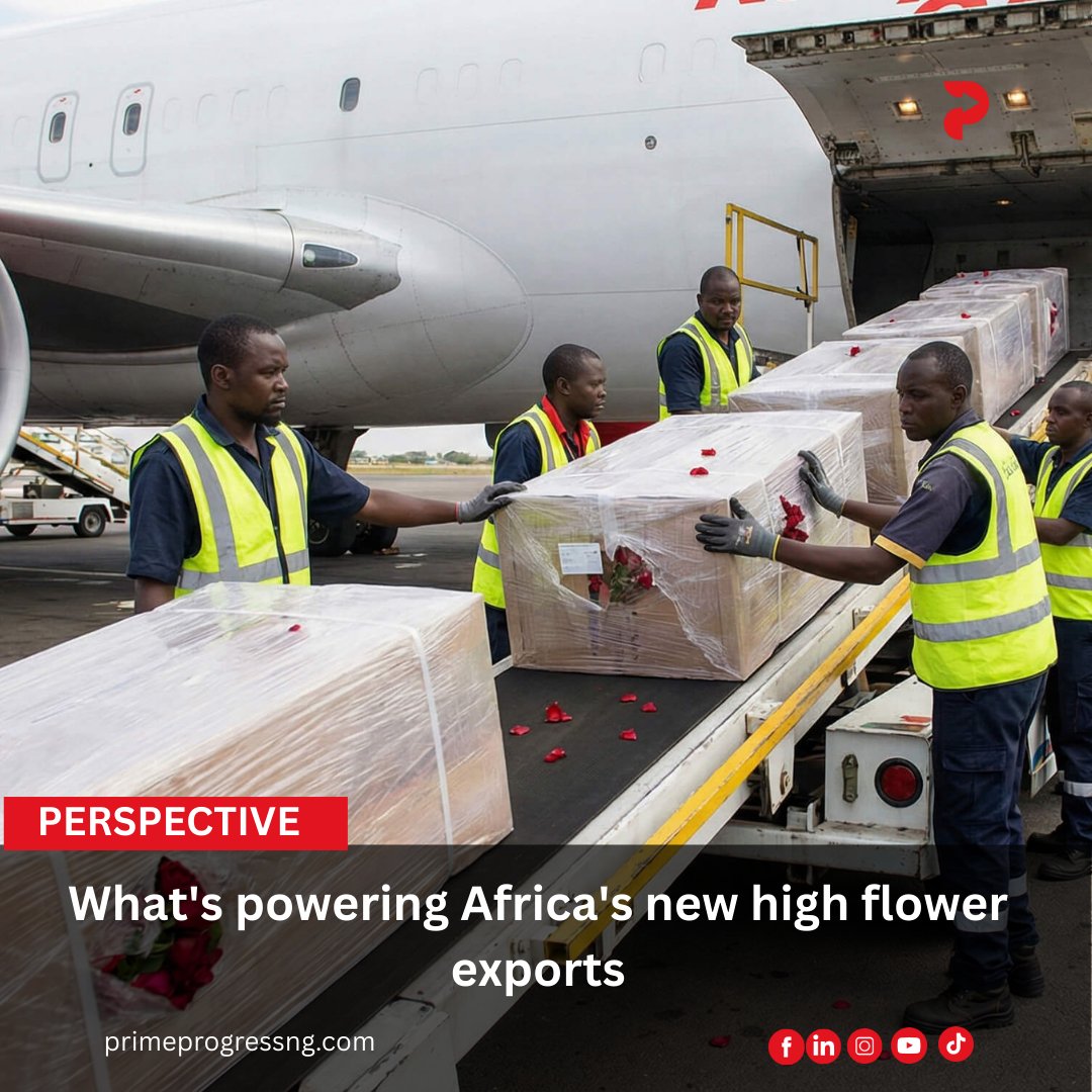 Prime Progress tweet media