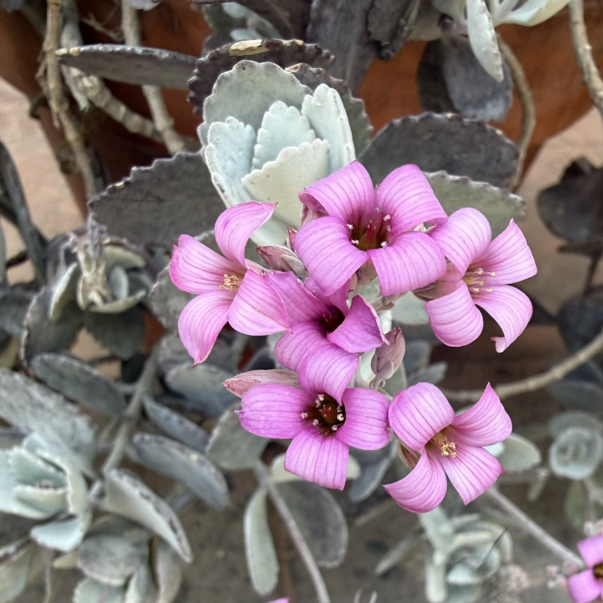 María Elisa Basurto (@marybasurto) on Twitter photo 