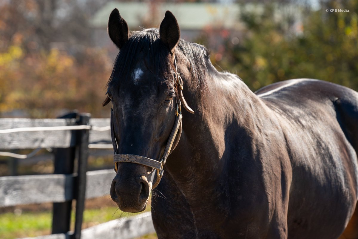 Breakway Farm tweet media