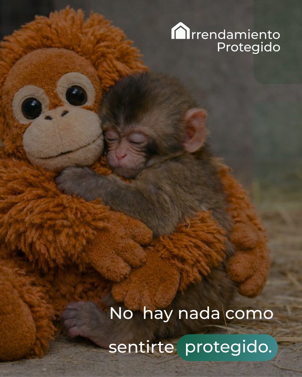 ContactoAP's tweet photo. ✨ La tranquilidad se abraza 🐒

No se trata del lugar, sino de sentirte seguro en él.

En Arrendamiento Protegido queremos que te sientas como Punch cuando abraza su peluche. 

Protege tu inmueble con AP, la protección de rentas más confiable 🏡 🧸

#Punch
#RentaSegura
#CDMX https://t.co/sYTU5MWjYr