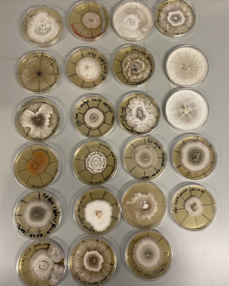 Olga Lastovetsky tweet media