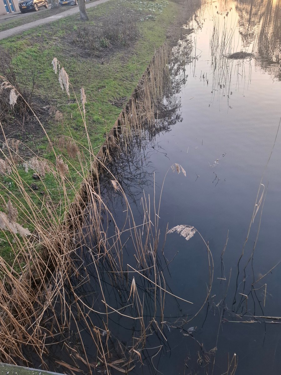 Eveline van Wanrooij tweet media