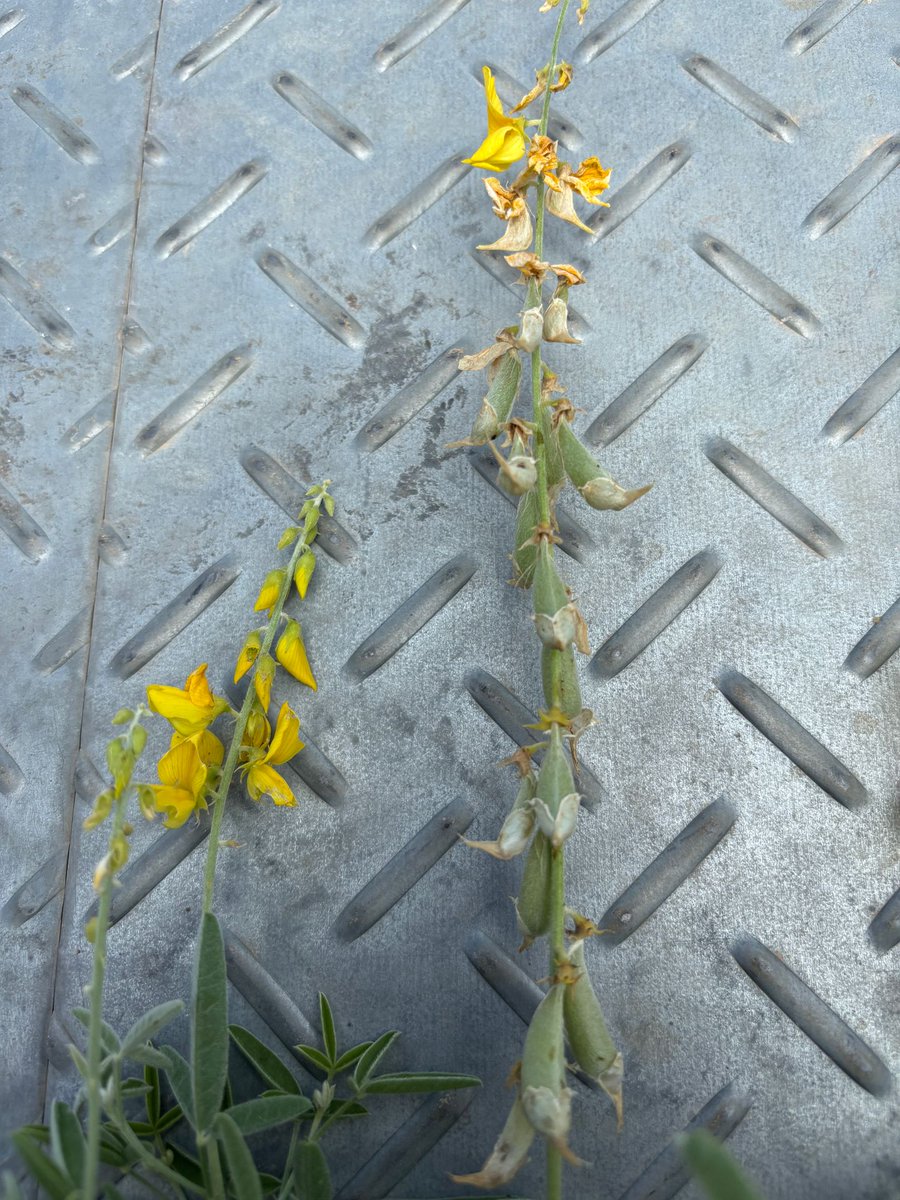 FutureBeef tweet media