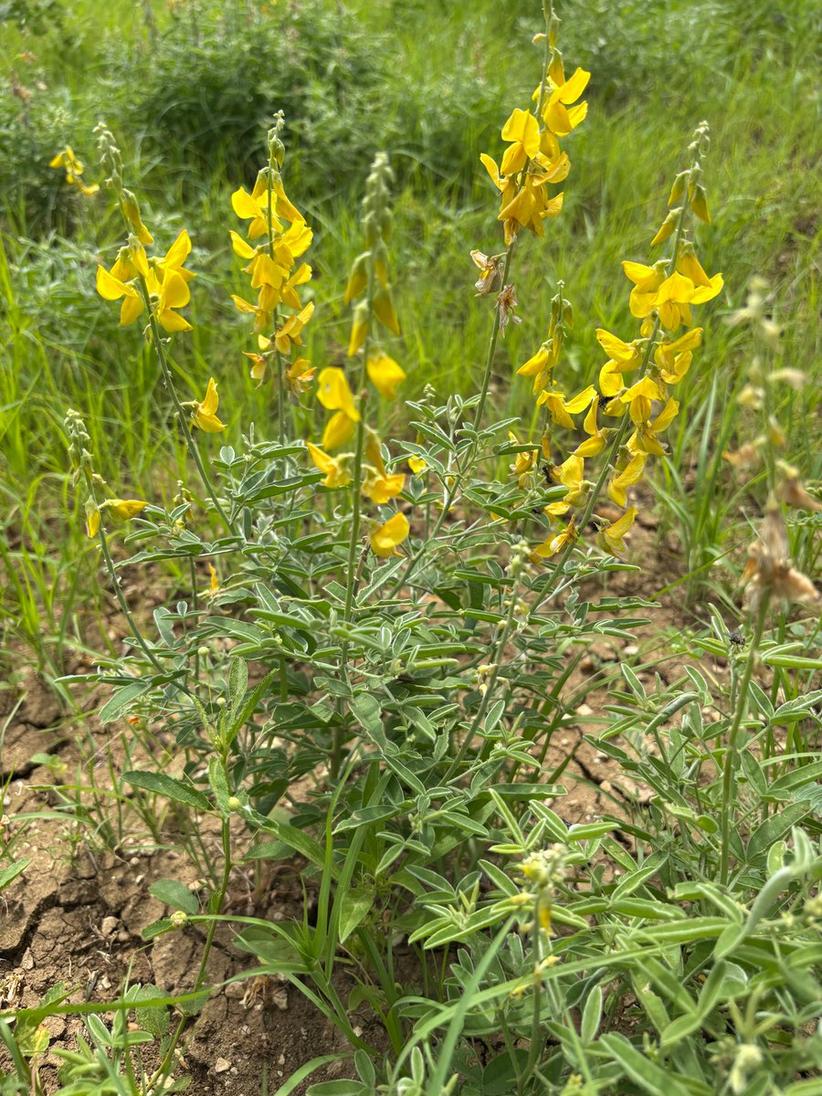 FutureBeef tweet media