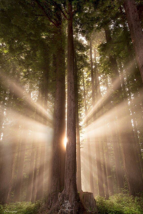 IMAGE OF THE DAY / FOR SUNRISE LOVERS ❤
A wonderful photograph of a new day from the forest. 👍
🌈❤🌎💫✨⭐
