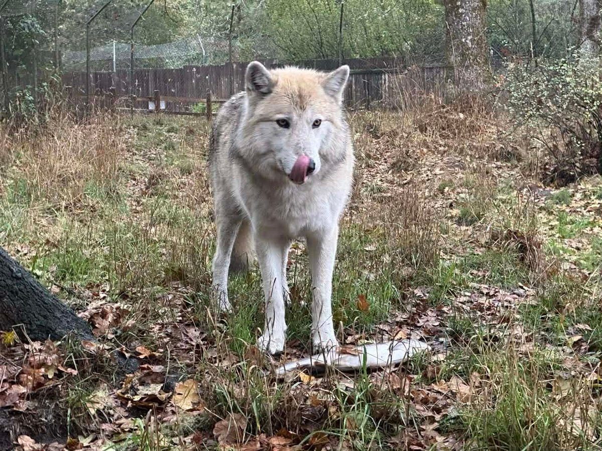 Wolf Haven International tweet media