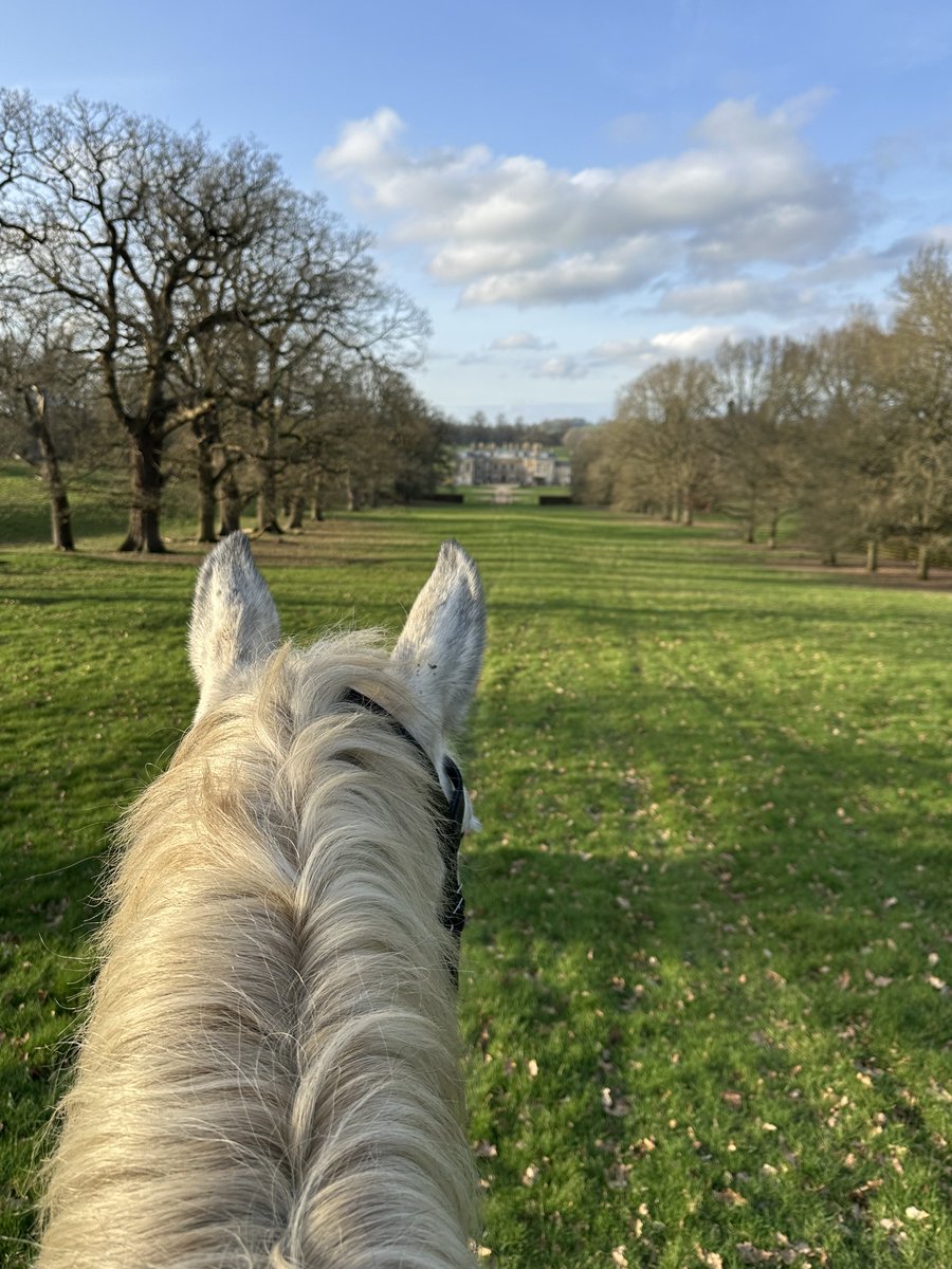 Best view of ⁦<a href="/AlthorpHouse/">Althorp</a>⁩ - courtesy of Aslan, the Police horse who’s come to find a relaxing home with me after years of public service.