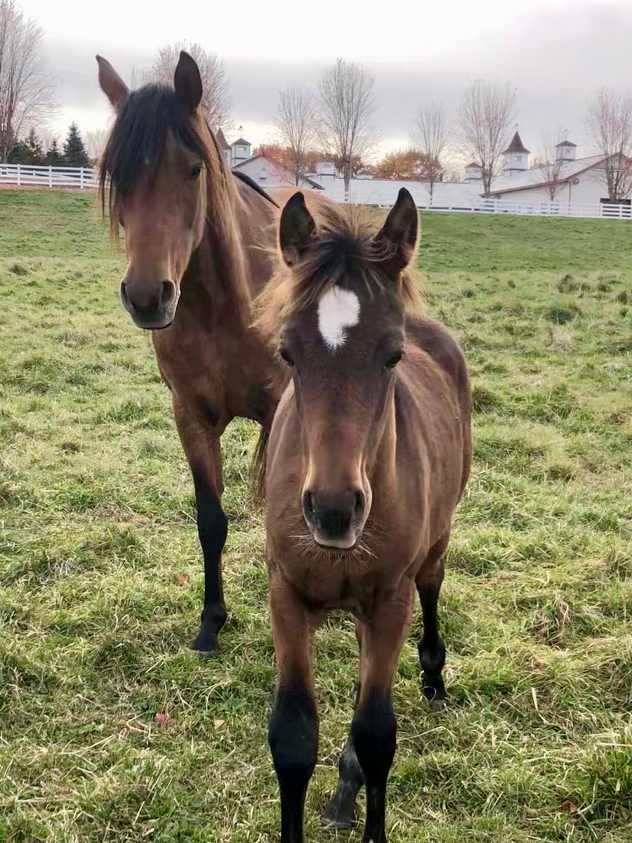 US Equestrian tweet media