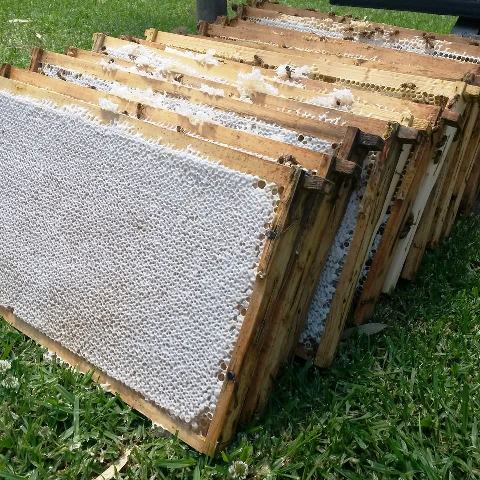 الروضة - بيوت محمية tweet media