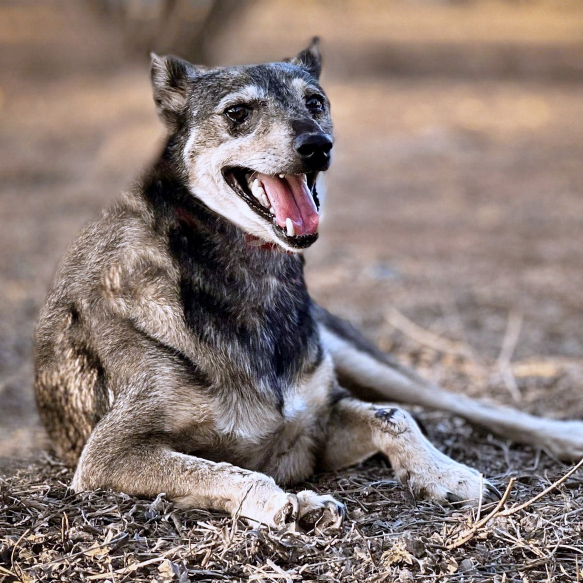 #Castellón
Hay perros que llegan para revolucionarte la vida…
Y luego está #SAM, que hace justo lo contrario: te la acomoda, te la suaviza.

Sam no necesita llamar la atención.
Es un alma serena envuelta en un cuerpo humilde.

Convive sin problemas con otros perros, pero también