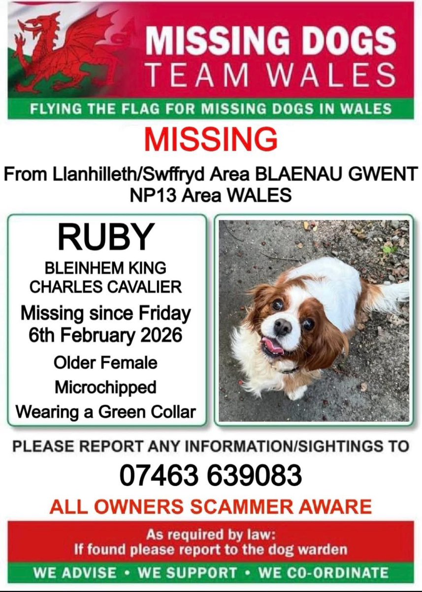 rosieDoc2's tweet photo. #SpanielHour
‼️RUBY STILL MISSING ‼️
AN OLDER BLEINHEM KING CHARLES #CAVALIER
CHIPPED/WEARING GREEN COLLAR
6/2/26
#LLANHILLETH / #SWFFRYD AREA #BLAENAUGWENT #NP13
IF SEEN PLS CALL ASAP ⬇️
074636 39083
@RFCLlanhilleth @CymraegSwffryd @BlaenauGwentMP @RachaelB100 https://t.co/O12uYIINg1