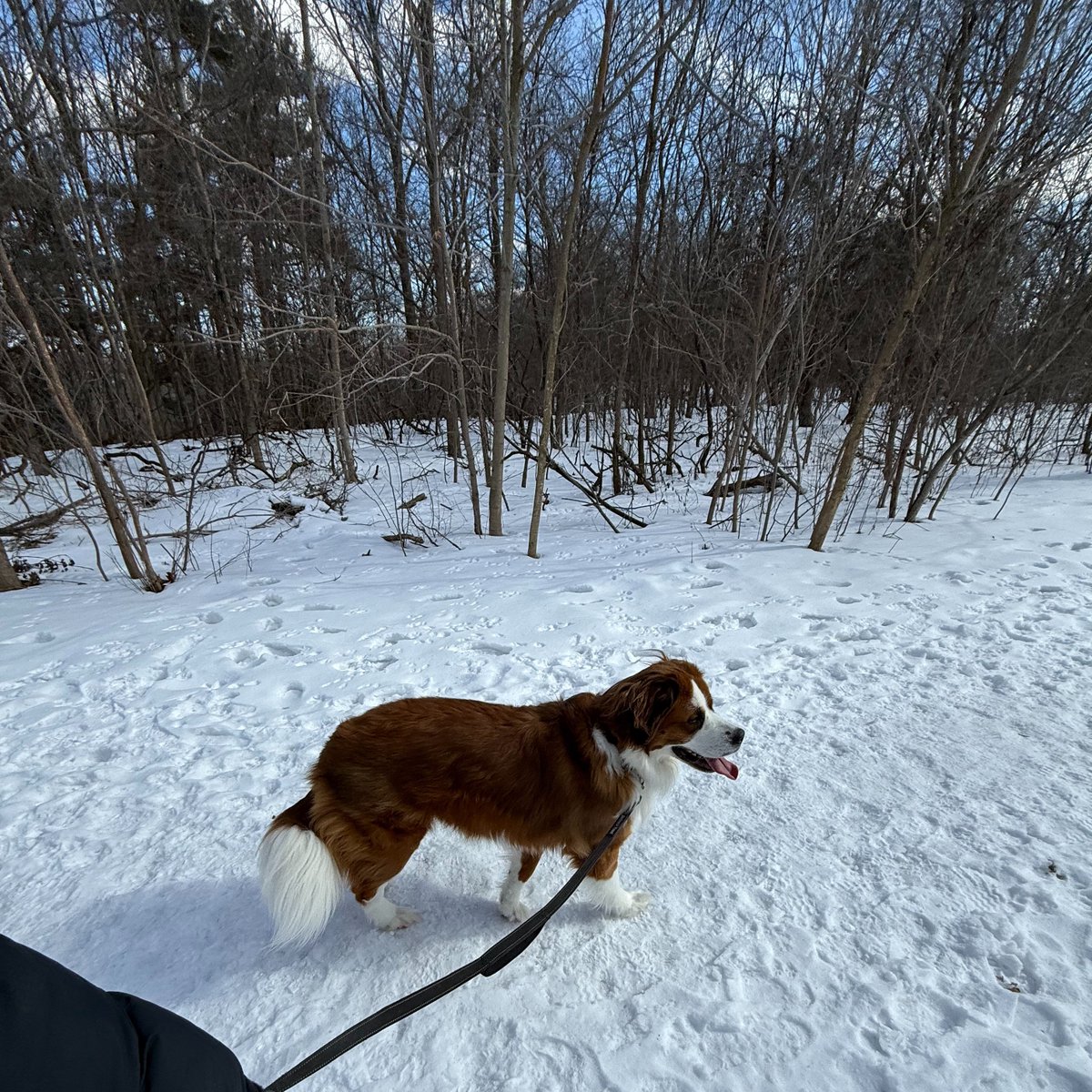 sandesh 🇨🇦 tweet media