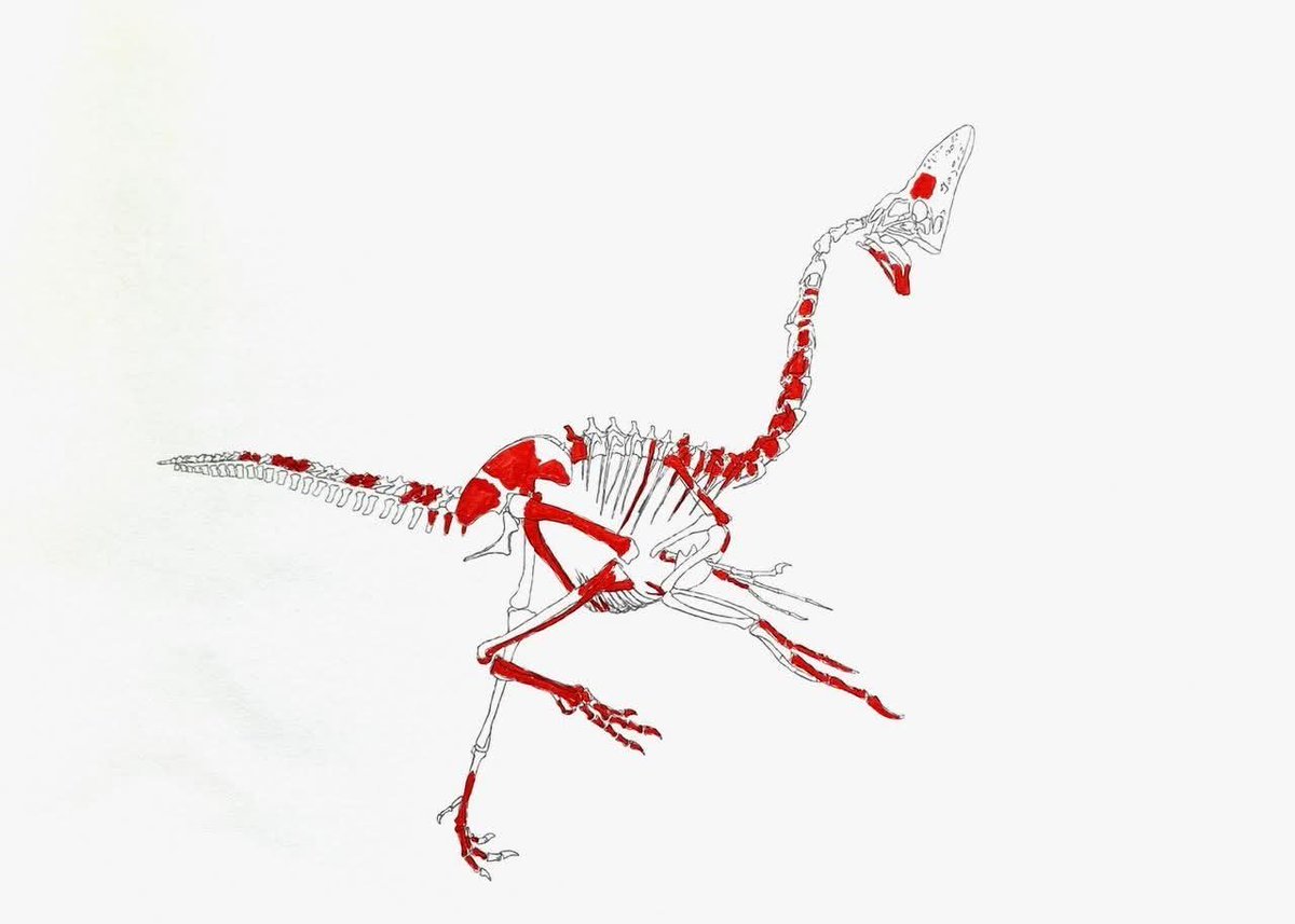 Brontops tweet media