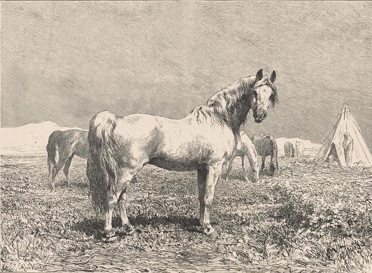 nrrkf's tweet photo. Arabian Horse - 1878. https://t.co/tAPtetPHAU