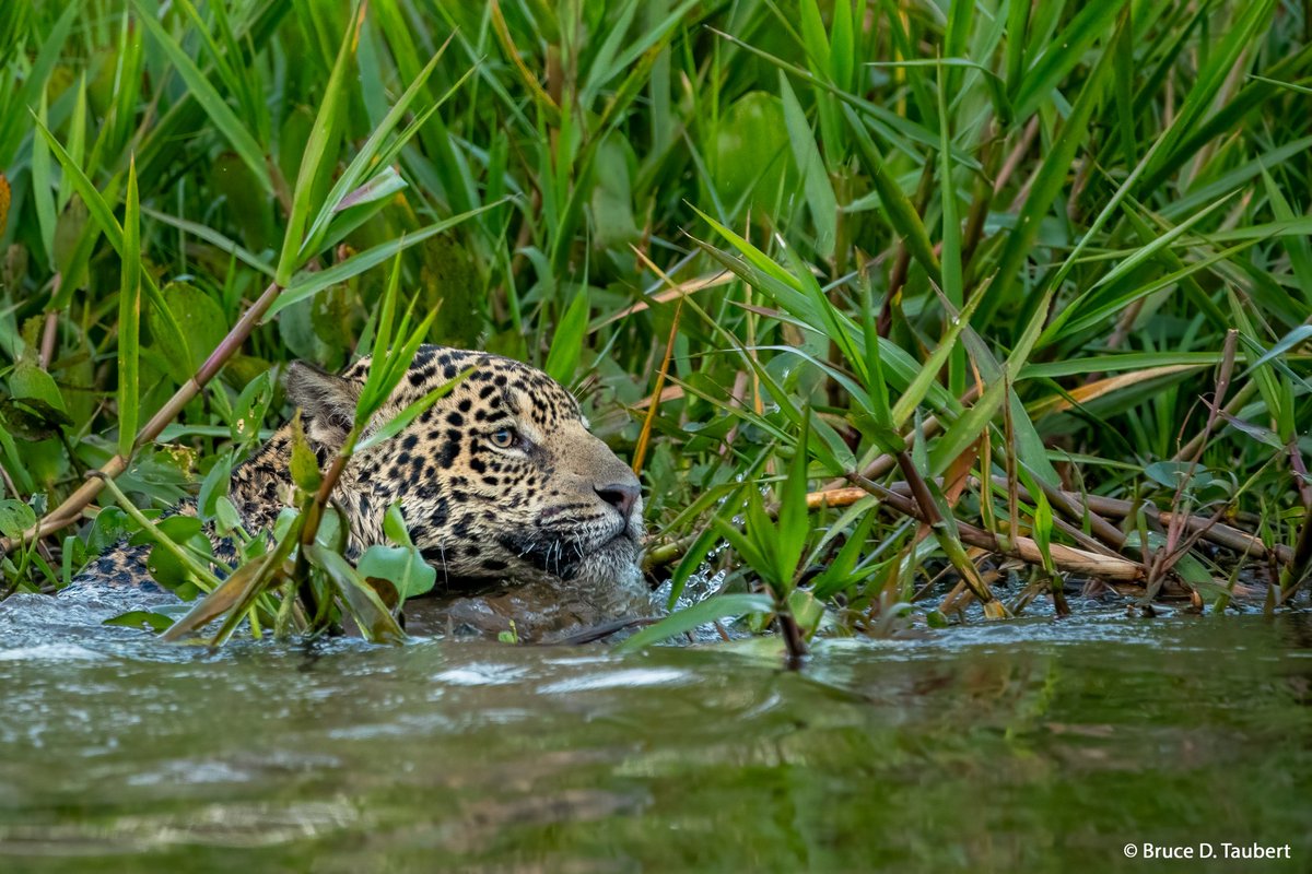 Descubre WWF tweet media