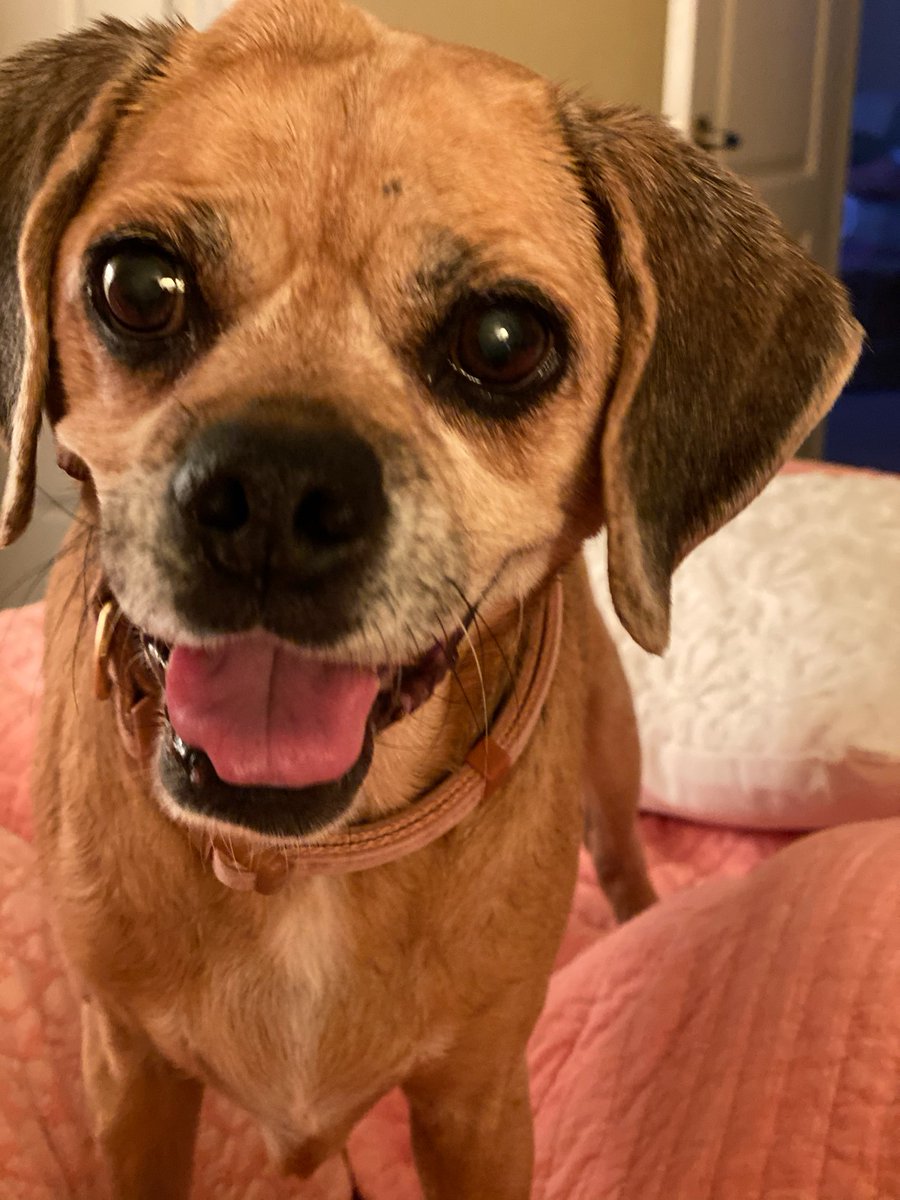 MarkKrockover's tweet image. 3 years ago ... We miss you so much Gucci #Gucci #Puggle #Dog #RestInPeace #WeMissYou