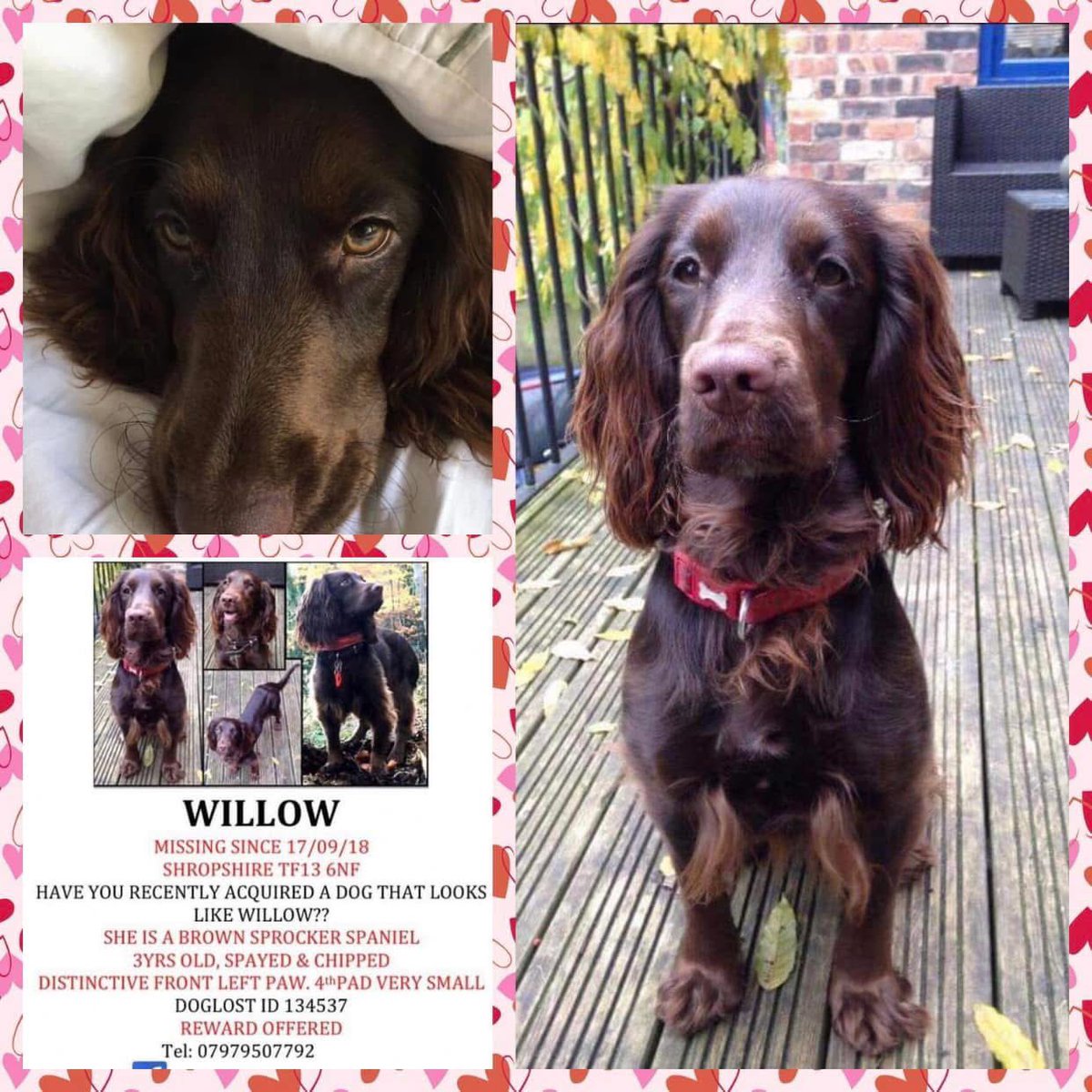 #SpanielHour
“It breaks my heart to see posts of her as a happy puppy. 
Knowing that our world&amp;hers would be turned upside down a few years later. 
Then leaving us living in a heartbreaking limbo. Wondering what happened to her on that day &amp; where she is now.
this is all I have”