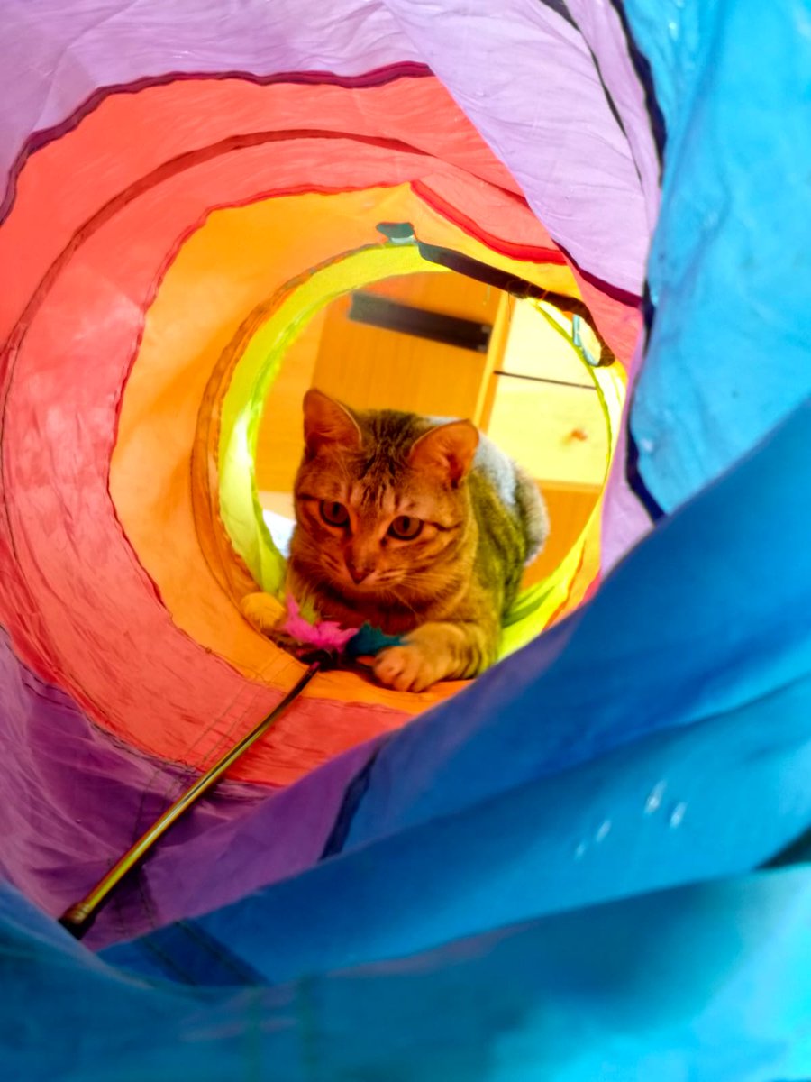 Nuestra gatita pompón se asoma a saludar!

Hope es ADORABLE, muy sociable y simpática. Tiene 6 meses y es pequeñita de tamaño.

Busca hogar, y es urgente porque su acogida se muda.

Por favor, una oportunidad para esta monería?

#Valencia  678 34 76 73

#AdoptaNoCompres #gatitos