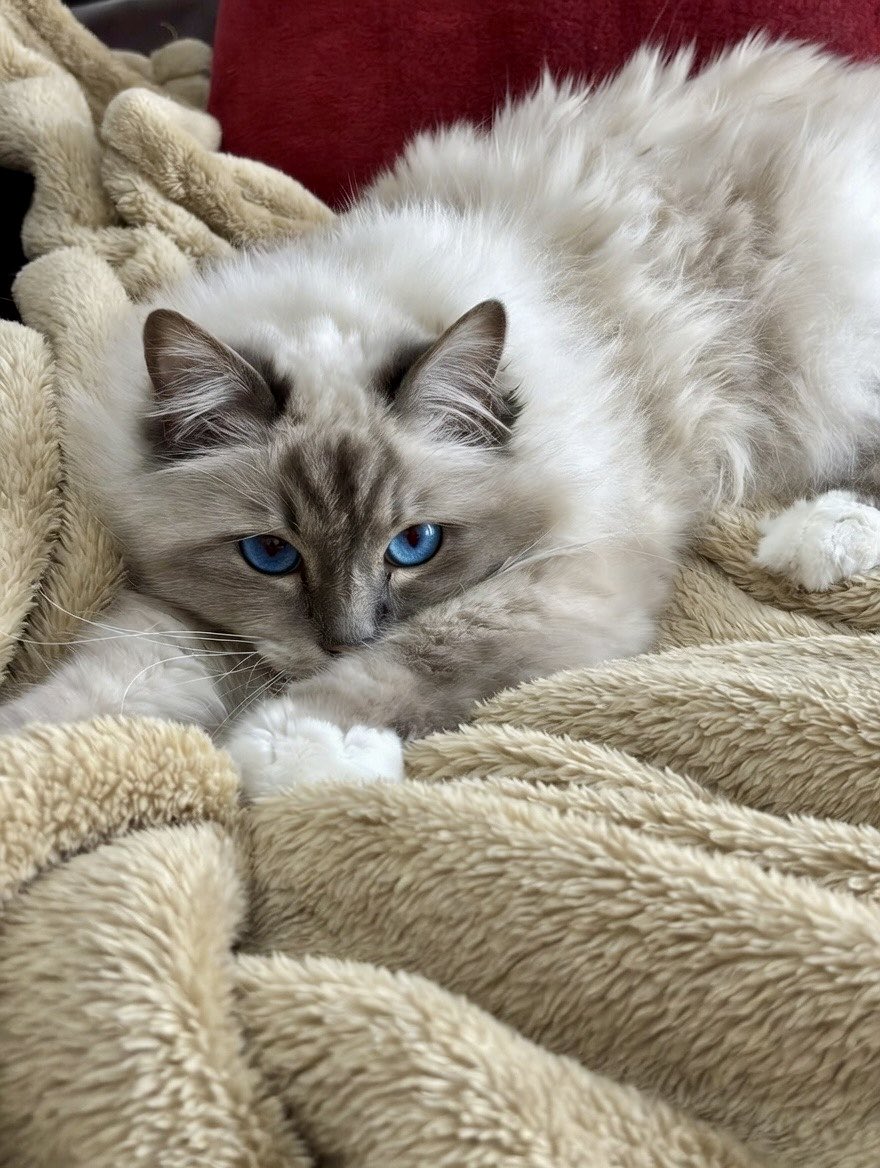 Elizabeth Griffith tweet media