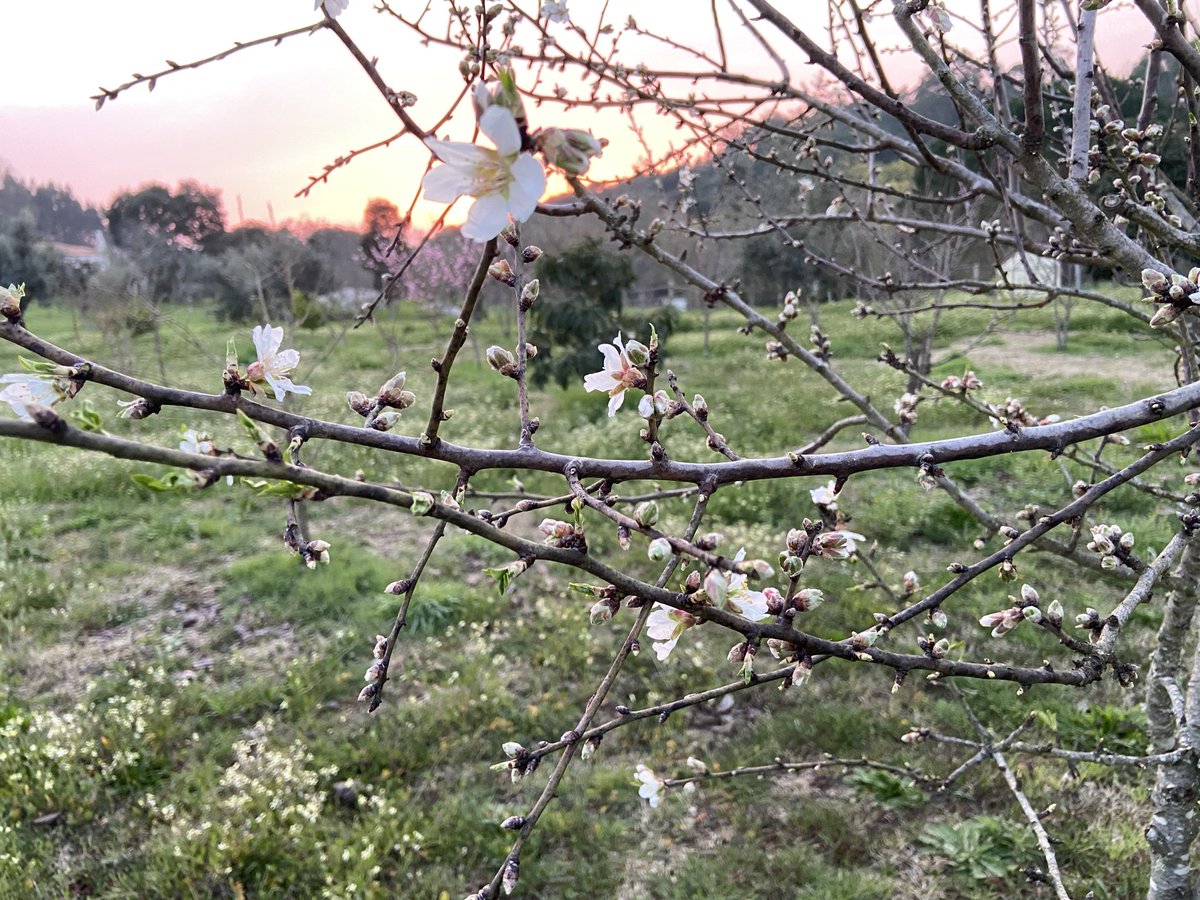 Done putting the fence in place tomorrow making the mould for the concrete and welding