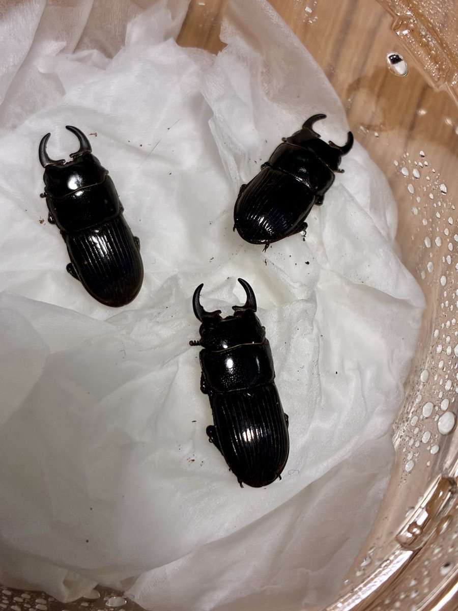 BeetRouter's tweet photo. インシピドゥスネブト　サンギール亜種
F1
インシピドゥスとして購入しましたが、どうなんですかね？
サイズは21mm程、小さくてアゴが発達してないだけ？ https://t.co/S0s61bJgqm
