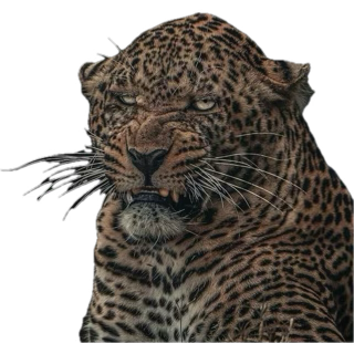 🐺💨 🇵🇸🌎 tweet media