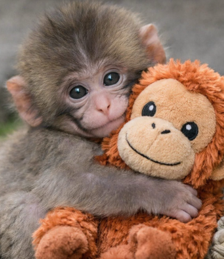 Tweets of Dogs tweet media