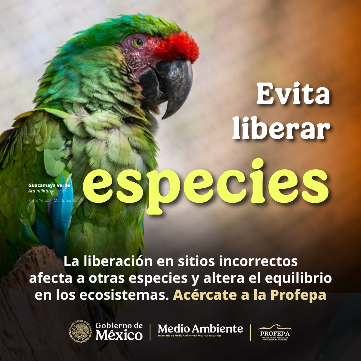 🏞️ Liberar una tortuga, un pez o cualquier animal silvestre en un parque o un lago no es devolverla a la naturaleza. Si esa especie no pertenece a ese ecosistema, puede generar ahí un desequilibrio.

En el marco de la semana de las especies invasoras, la Profepa invita a la