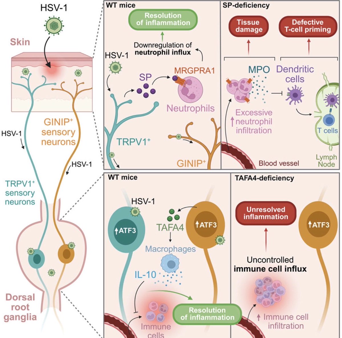 Ivan Zanoni tweet media