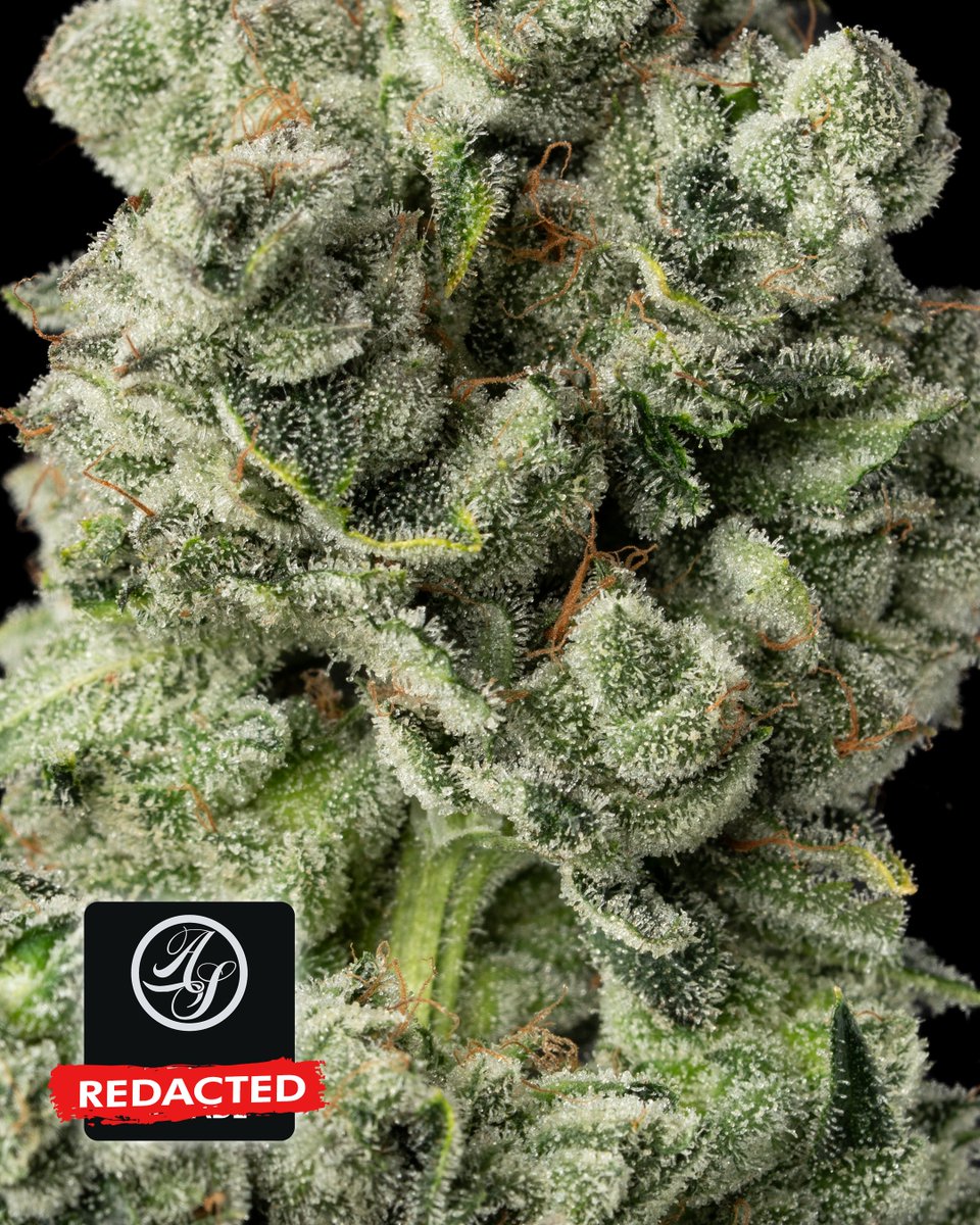 AltSolDC's tweet photo. Two BRAND NEW strains are coming soon... can you guess their names?
#cannabis #altsol #trichomes https://t.co/cjzZw6ocQB