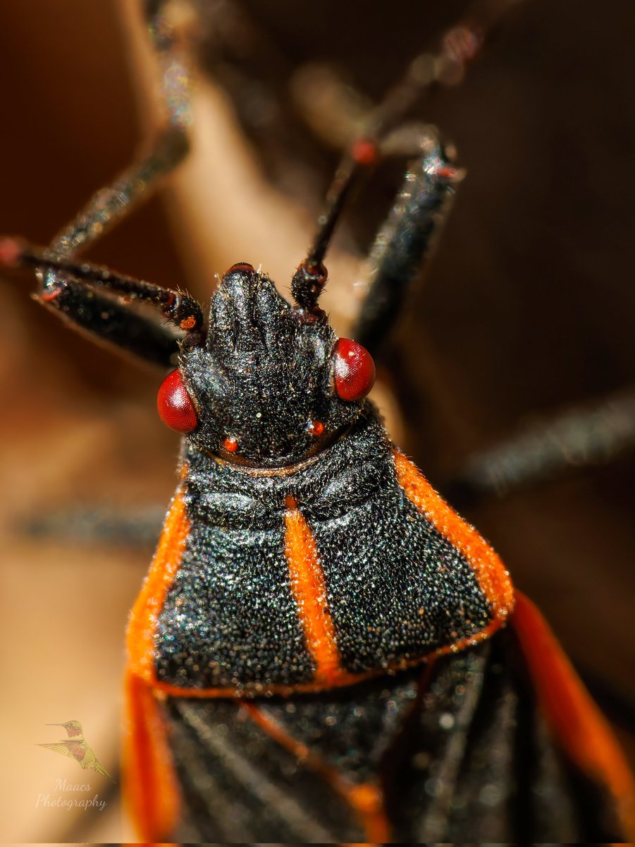 Avian Stalker tweet media