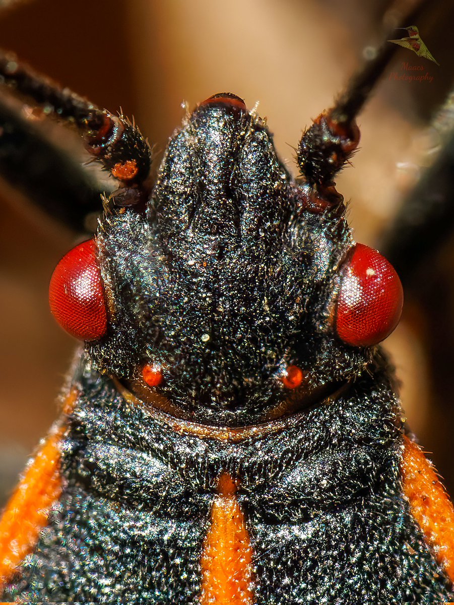 Avian Stalker tweet media