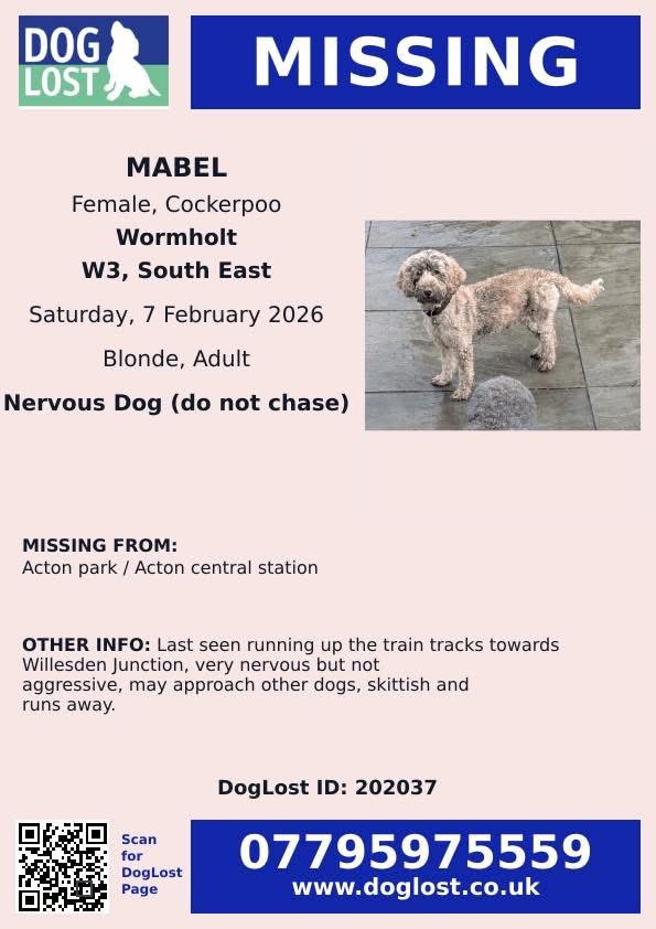 spaniel alert tweet media