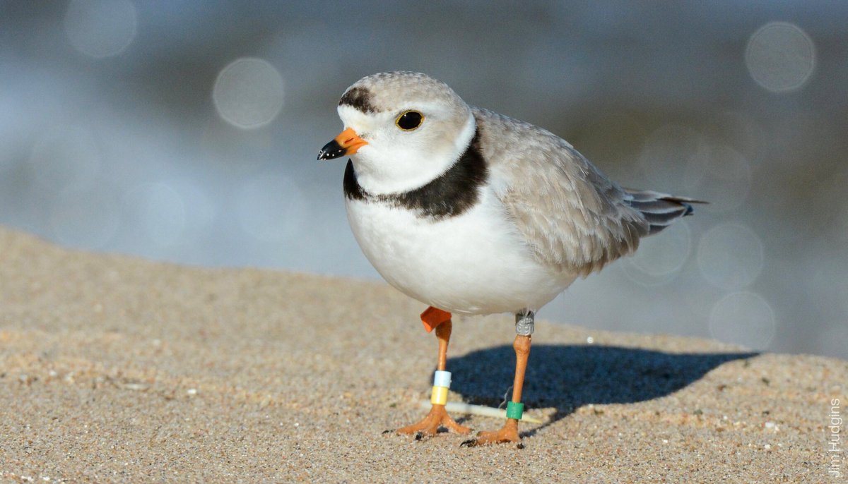 The Roberta Bondar Foundation tweet media