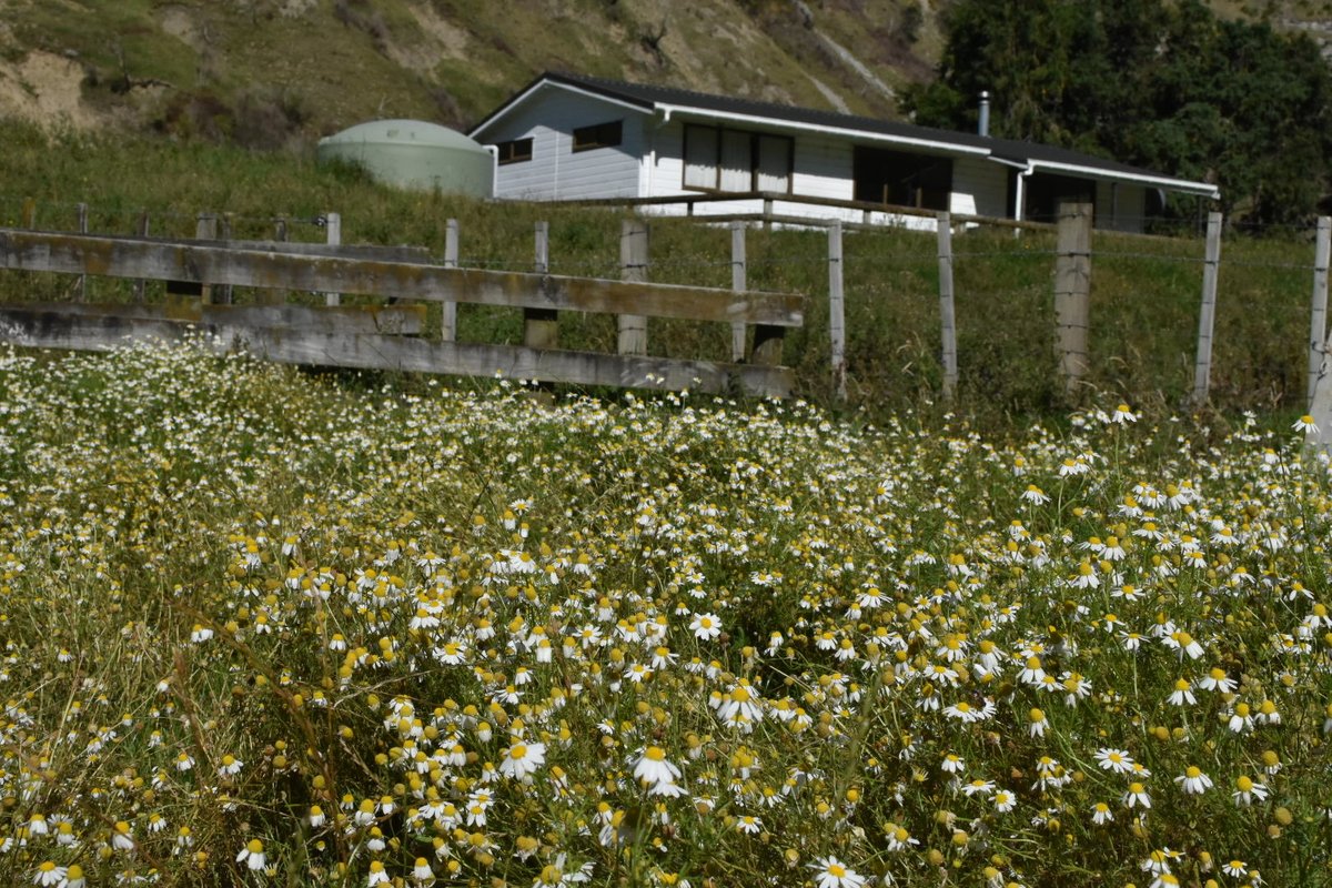 Shingo Matsui tweet media