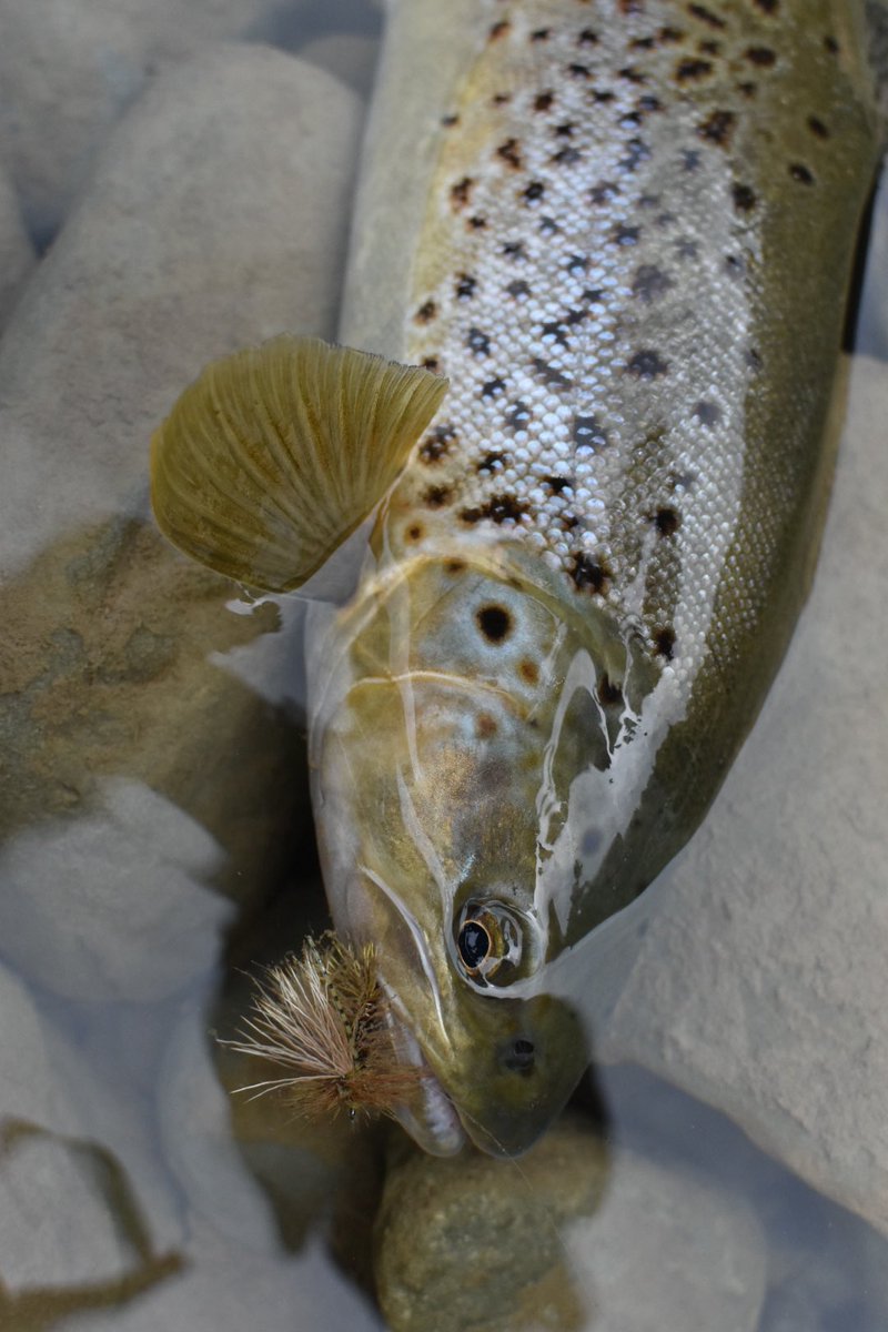 Shingo Matsui tweet media