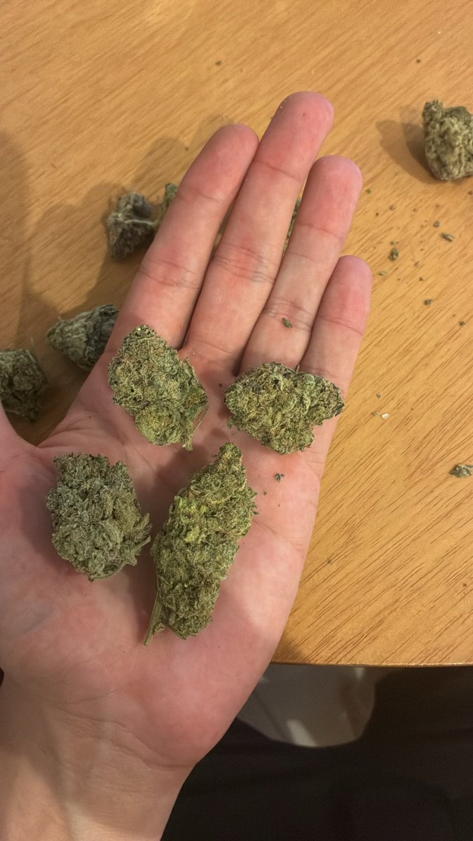 Dr. Sativa - Cannabis Medicinal tweet media