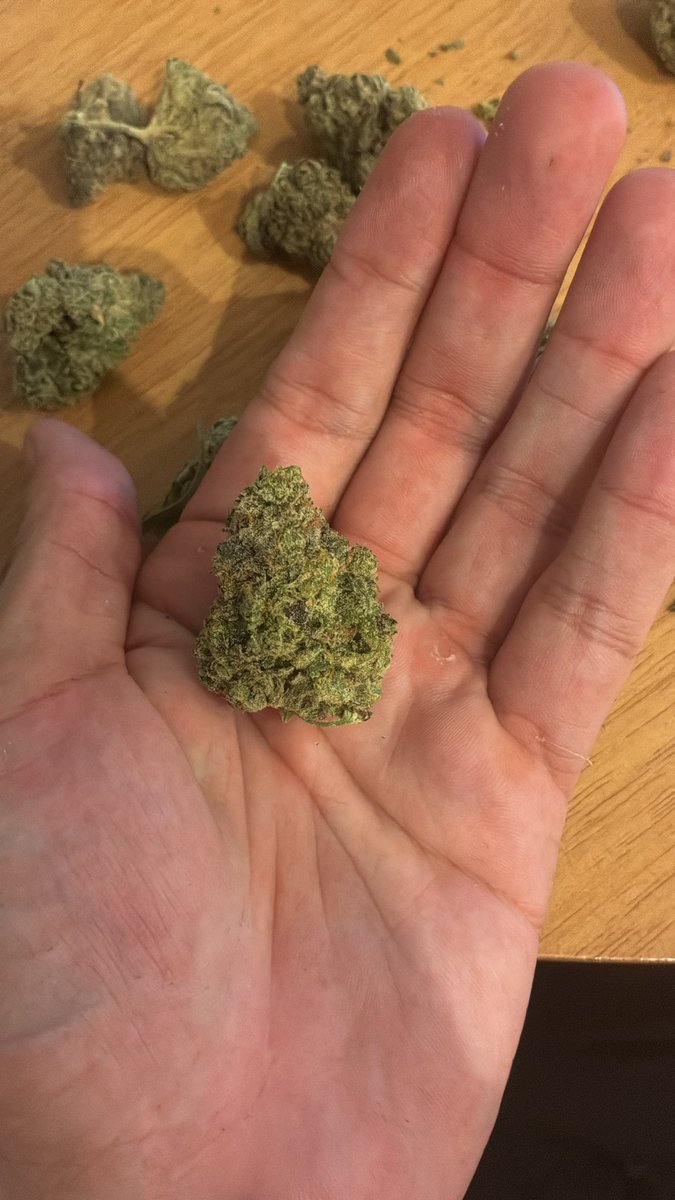 Dr. Sativa - Cannabis Medicinal tweet media