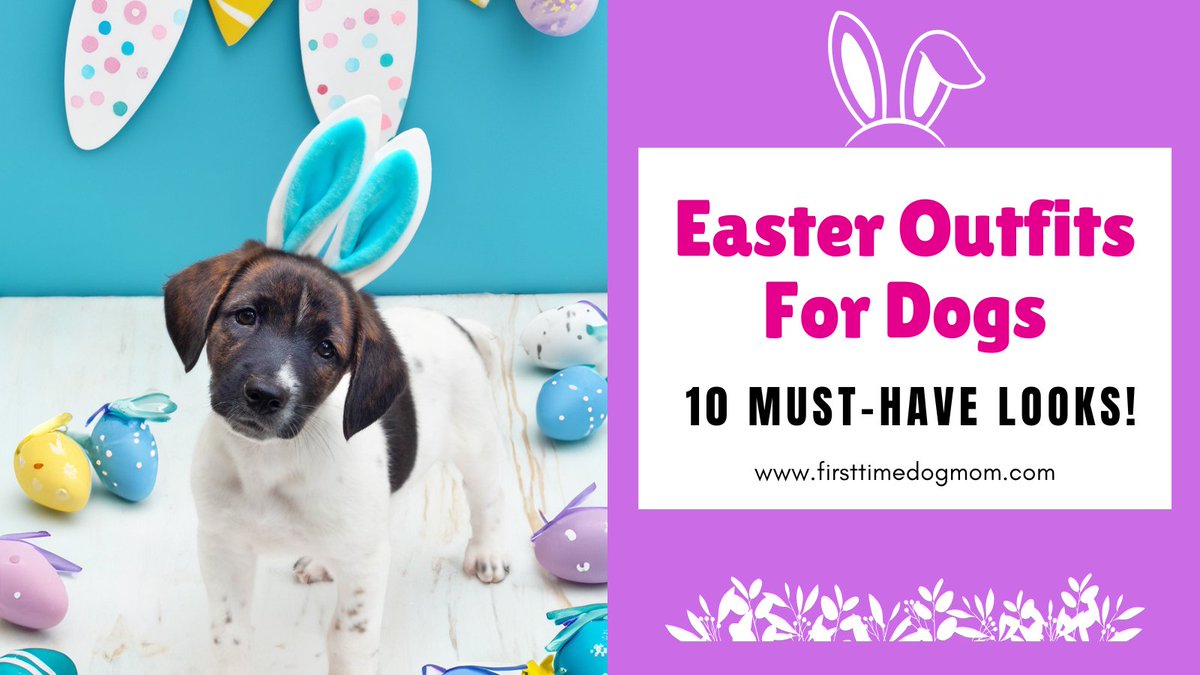 Are you dressing your dog up for Easter this year? 🐾
Here are 10 festive Easter outfits for dogs—cute, comfy, and photo-ready 🐰📸
firsttimedogmom.com/easter-outfits…