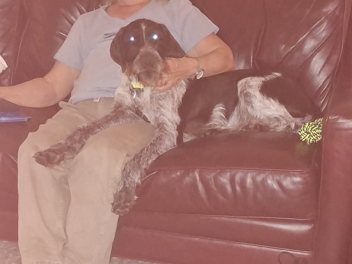 🚨LOST DOG🚨
Oakley is a 4-7yr. old, male, German wirehaired pointer that was last seen in Rockton Thunder Rock Prairie on 2/25/2026. 
👉Please call Richard at (815) 621-8820 or (815) 624-7168 with any information.